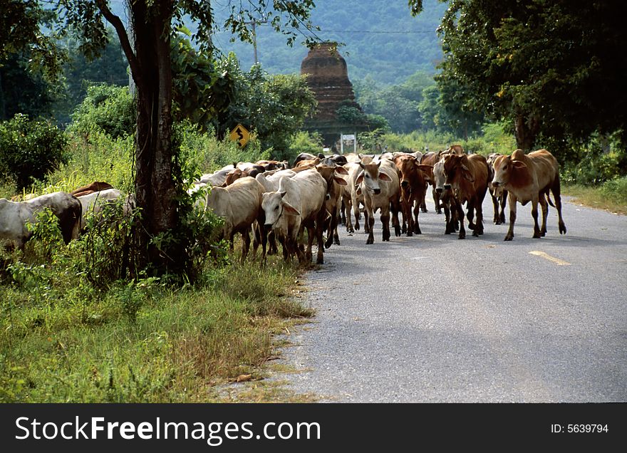 Cow-herd on the street near Ayutthaya, Thailand