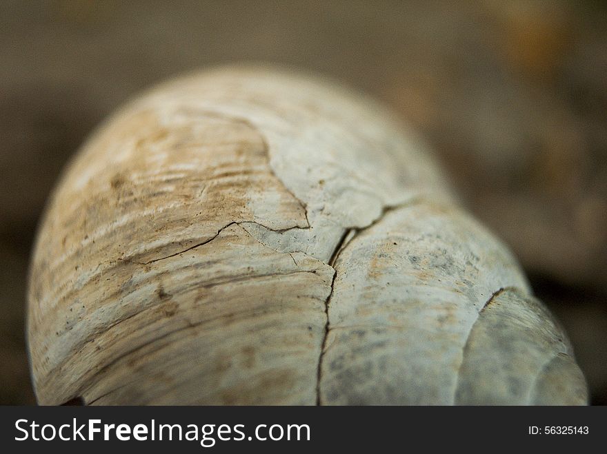 Texture Of Shell