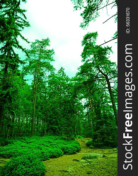 Lush green vegetation in the forest