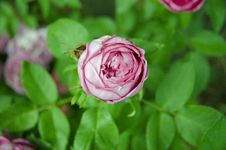 Pink Rose Bud Stock Images Pink Rose Bud Stock Images