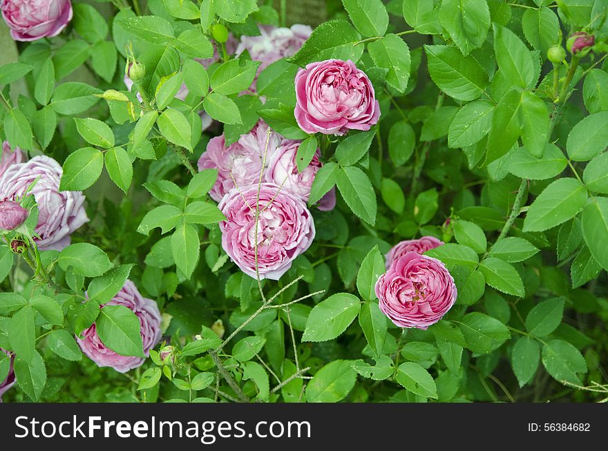 Shrub roses