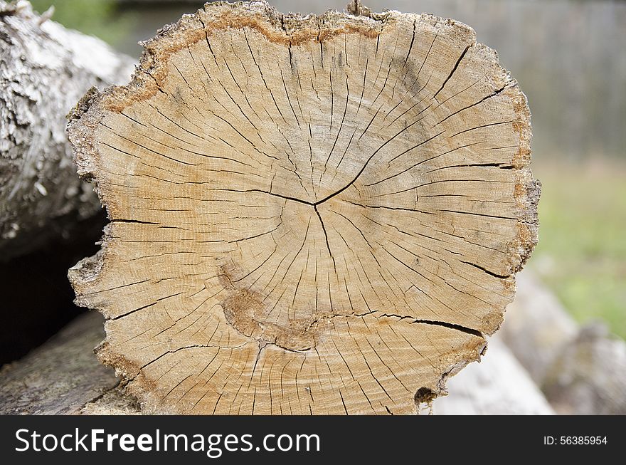 Cut of a tree can tell a lot about the past, about the place where the tree grew, it happened during this epoch during which proizrostaet this tree. Cut of a tree can tell a lot about the past, about the place where the tree grew, it happened during this epoch during which proizrostaet this tree