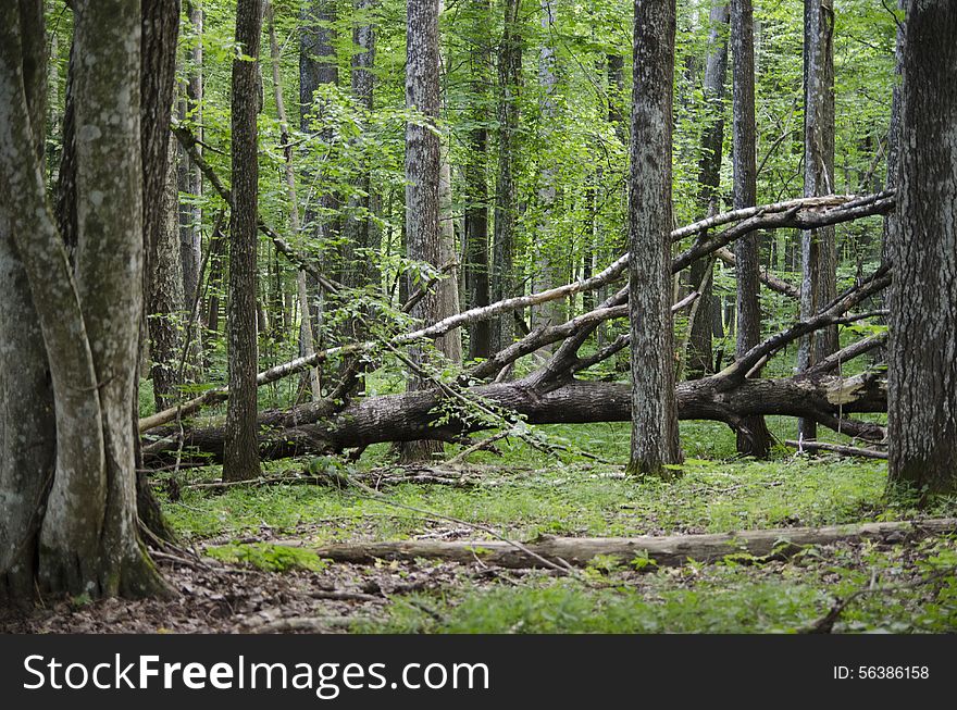 The charm of the forest