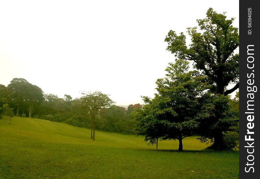 Green grass garden in the forest