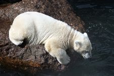 White Bear Cub Stock Images White Bear Cub Stock Images