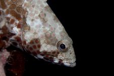 Honeycomb Grouper Royalty Free Stock Images