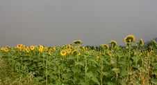 Sunflowers Stock Image Sunflowers Stock Image