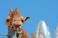Loneliness Giraffe Royalty Free Stock Image Loneliness Giraffe Royalty Free Stock Image