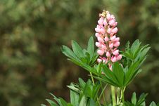 Lupine Stock Photo Lupine Stock Photo