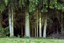 Forest Trees Stock Photography