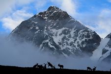 Mountain Goat Royalty Free Stock Photo Mountain Goat Royalty Free Stock Photo