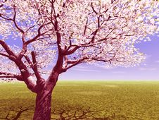 Blossoming Royalty Free Stock Image