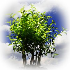 Plant And Blue Sky Royalty Free Stock Images