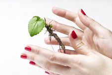 New Life In Hands Royalty Free Stock Images