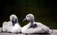 Two Baby Swans Stock Photos