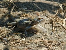 Agama Lizard Stock Image Agama Lizard Stock Image