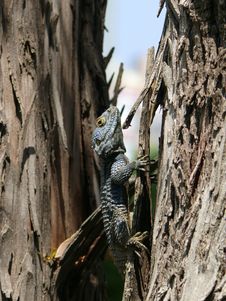 Agama Lizard Stock Photos Agama Lizard Stock Photos