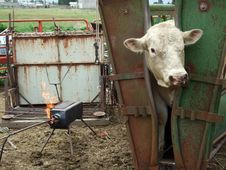 Charolais Bull And Firebrand Royalty Free Stock Photos Charolais Bull And Firebrand Royalty Free Stock Photos