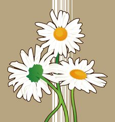 Chamomile Flowers Royalty Free Stock Photography Chamomile Flowers Royalty Free Stock Photography