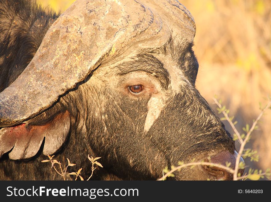 Photo of Buffalo taken in Sabi Sands Reserve in South Africa