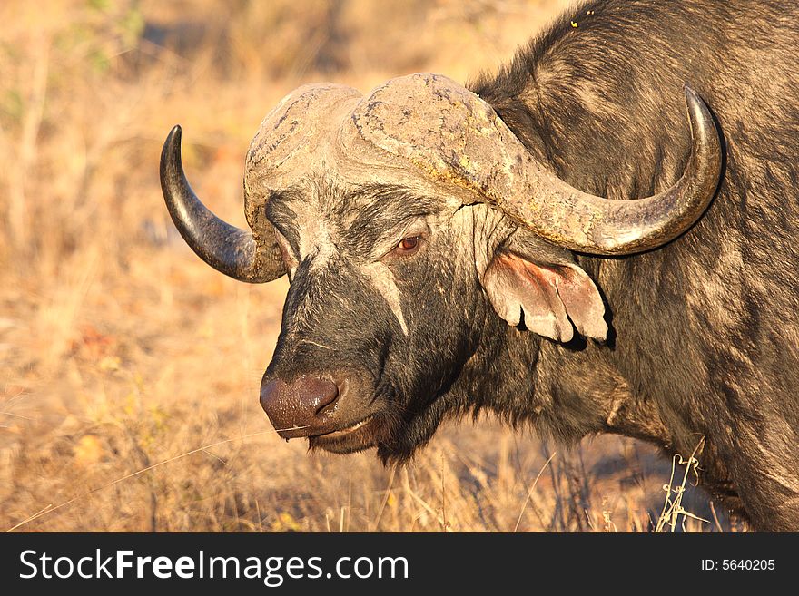 Photo of Buffalo taken in Sabi Sands Reserve in South Africa
