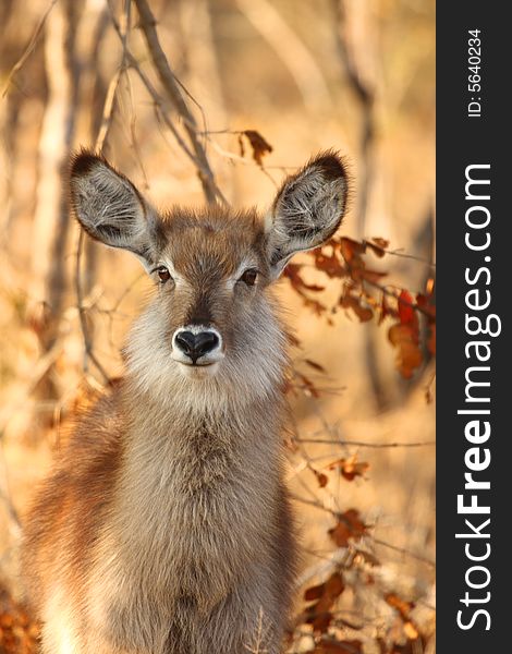 Photo of Female Waterbuck taken in Sabi Sands Reserve in South Africa