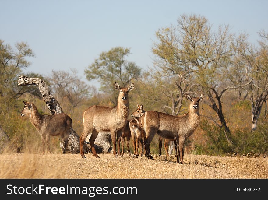 Photo of a herd of Female Waterbuck taken in Sabi Sands Reserve in South Africa. Photo of a herd of Female Waterbuck taken in Sabi Sands Reserve in South Africa