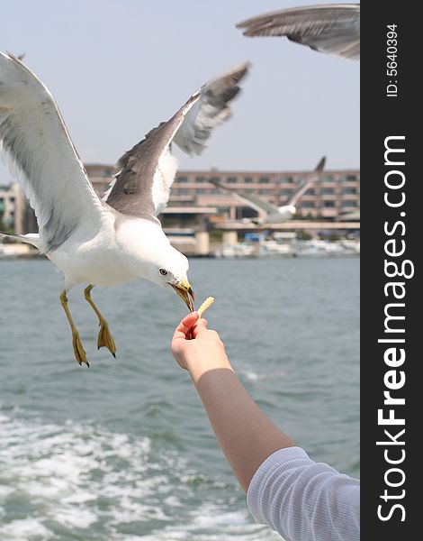 A woman feeding a seagull from a boat in north japan