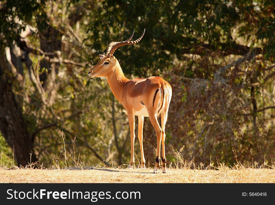 Photo of Male Impala taken in Sabi Sands Reserve in South Africa