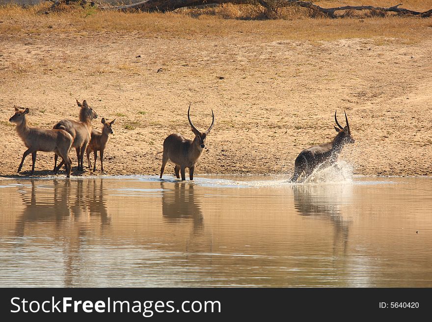 Photo of a herd of Waterbuck taken in Sabi Sands Reserve in South Africa