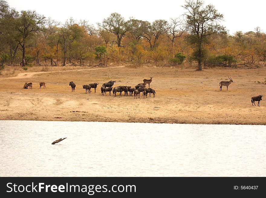 Photo of the migration of wildebeest