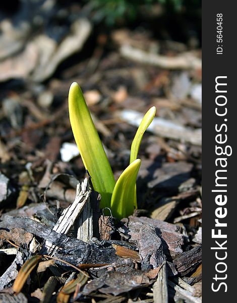 Portrait view in spring season of a new bud growing out of the ground with sunlight shining on leaves.