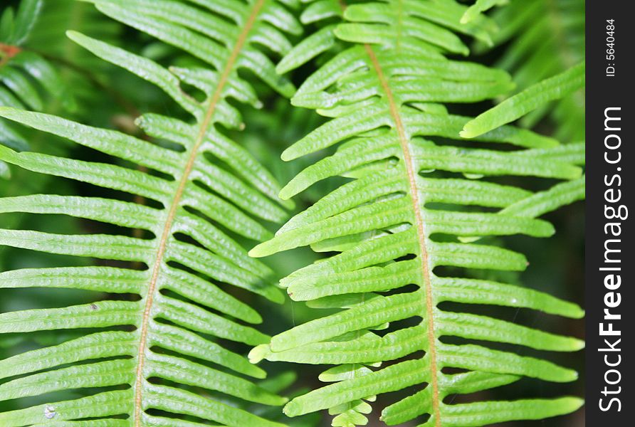 The leaves of fern,they represent life.