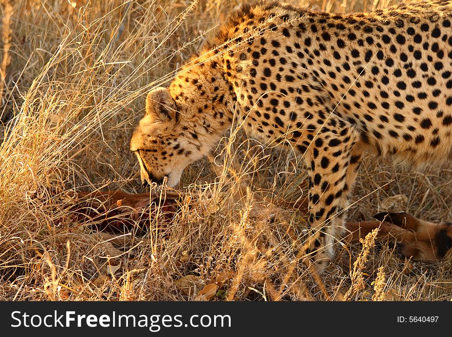 Cheetah on a kill