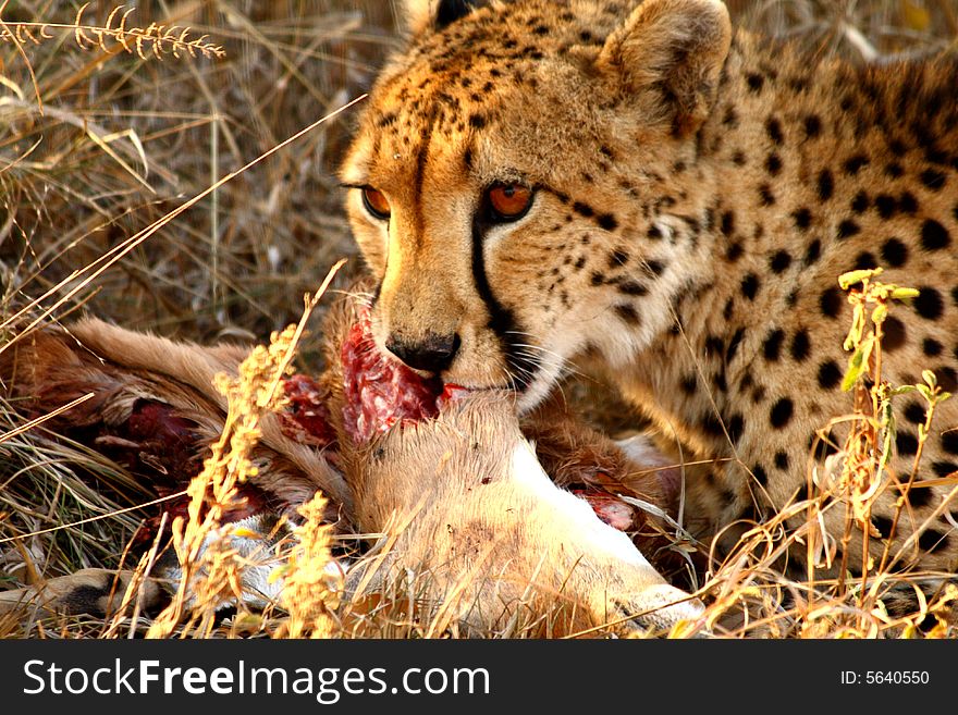 Photo of a Cheetah with a dead impala. Photo of a Cheetah with a dead impala