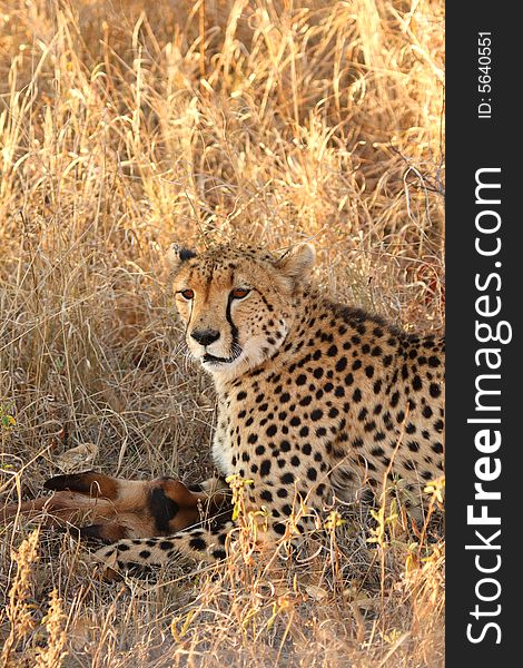 Photo of a Cheetah with a dead impala. Photo of a Cheetah with a dead impala