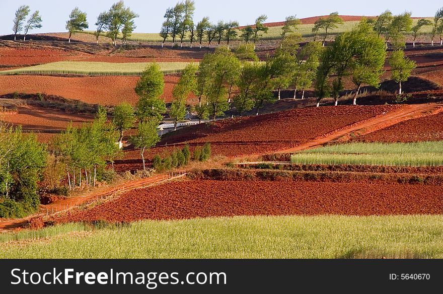 Red Land in Yunnan Province, southwest of China. Red Land in Yunnan Province, southwest of China.