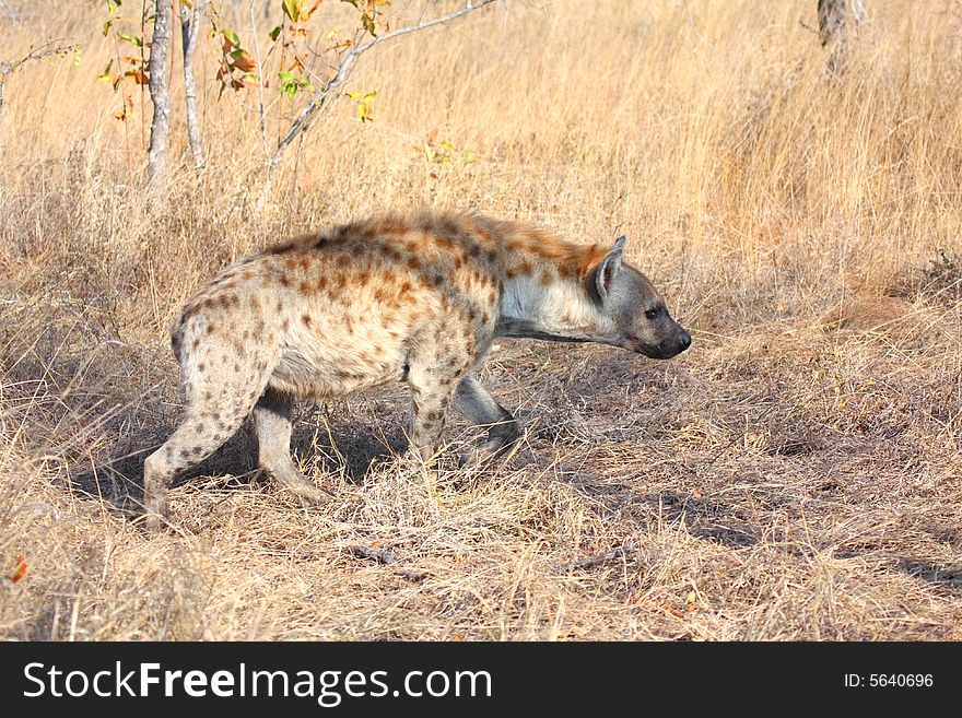 Hyena in Sabi Sands Reserve
