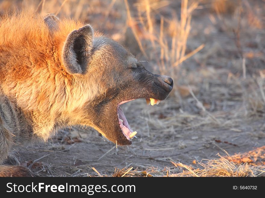 Hyena in Sabi Sands