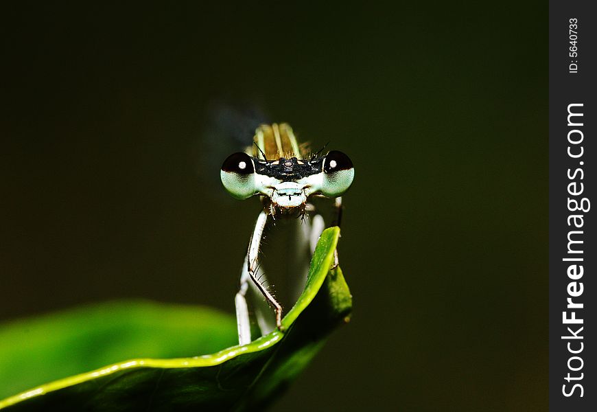 It's a beautiful damselfly, and you can see it's big eyes, shock you~
beautiful or disgusting? It's up to you~up to the way you watch this world