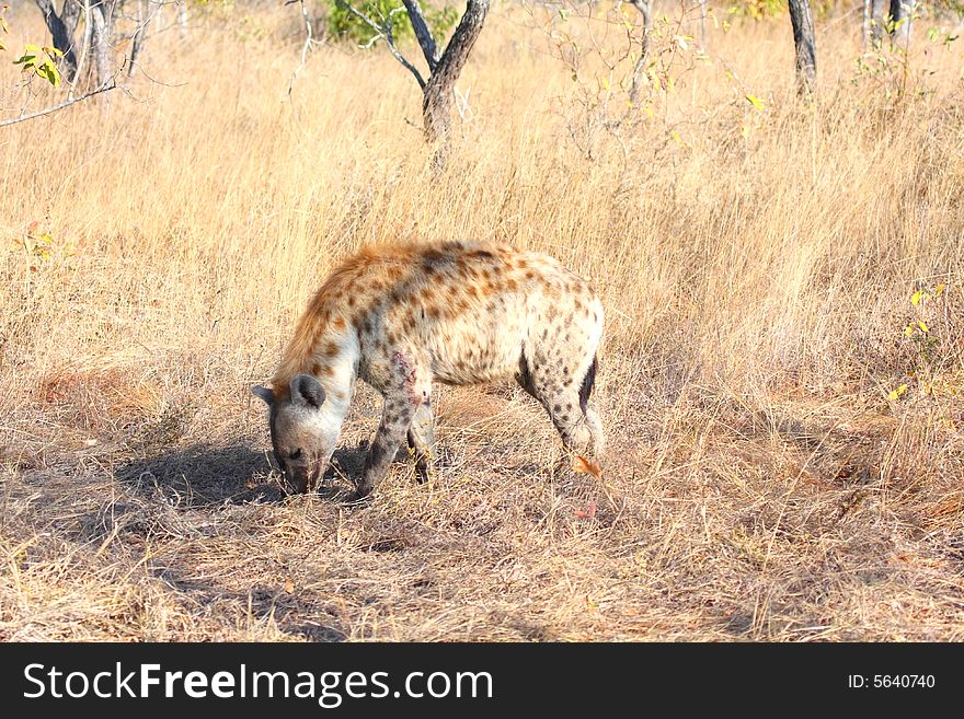 Hyena In Sabi Sands