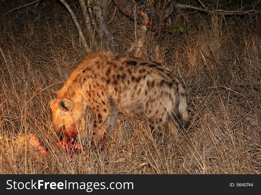 Hyena on a kill in Sabi Sands Reserve