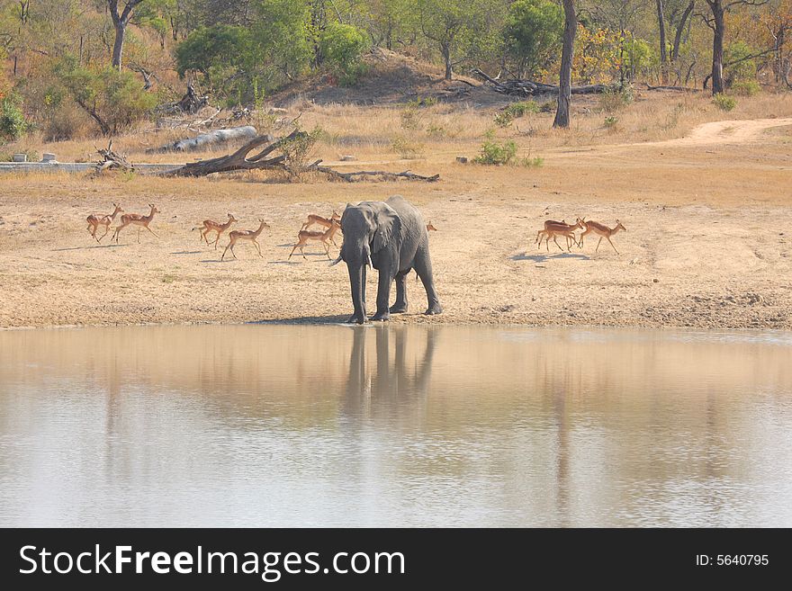 Elephant In Sabi Sands