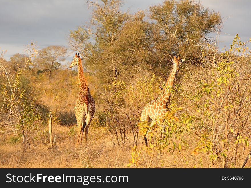 Giraffe in Sabi Sands