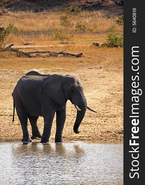 Elephant In Sabi Sands