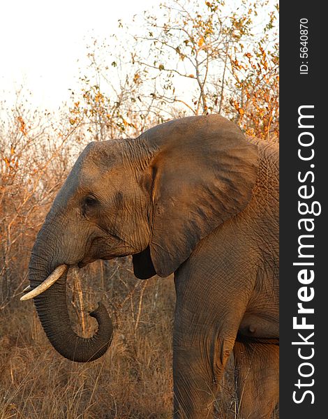 Elephant in the Sabi Sand Reserve. Elephant in the Sabi Sand Reserve