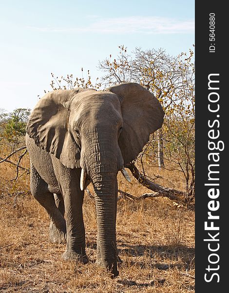 Elephant in the Sabi Sand Reserve. Elephant in the Sabi Sand Reserve