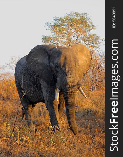 Elephant In Sabi Sands