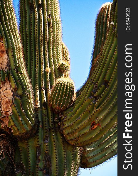 Saguaro cactus located in the foothills of the superstition mountains