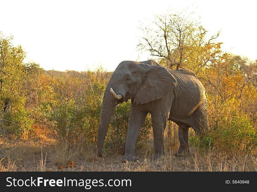 Elephant In Sabi Sands